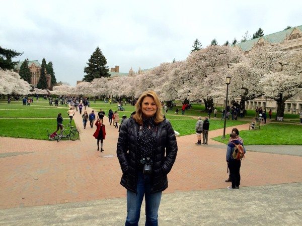 Cherry Trees at the University of Washington