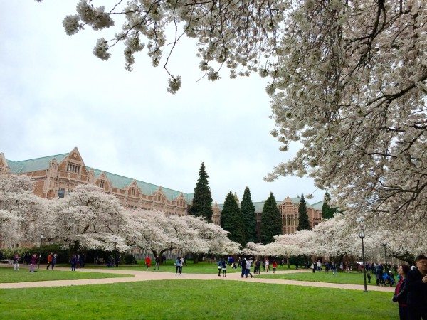 cherry trees at the University of Washington