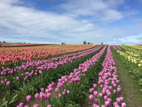 tulip fields in Washington