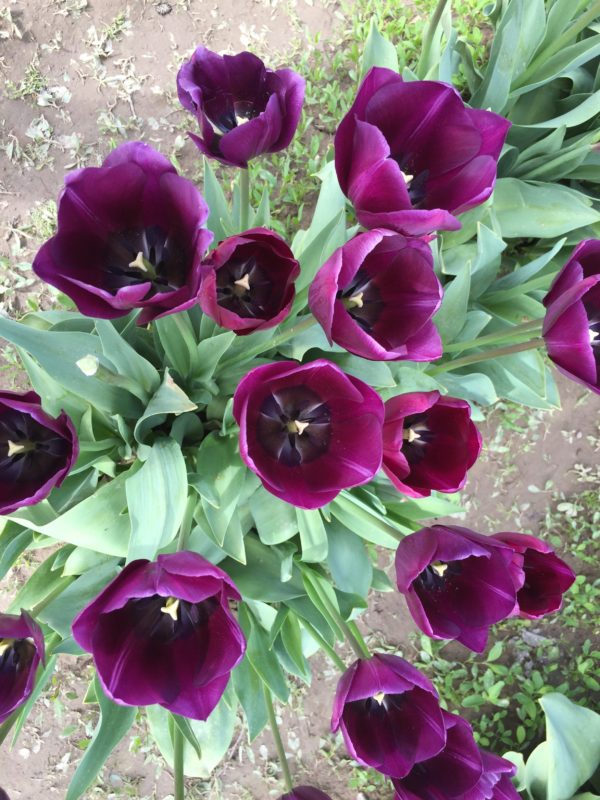 spring flower display