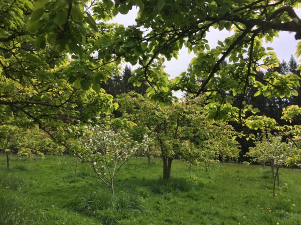 Nashi Orchards Vashon Island