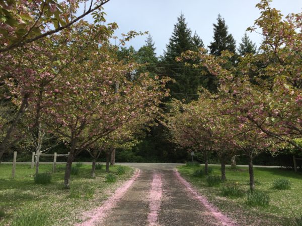 Nashi Orchards Vashon Island