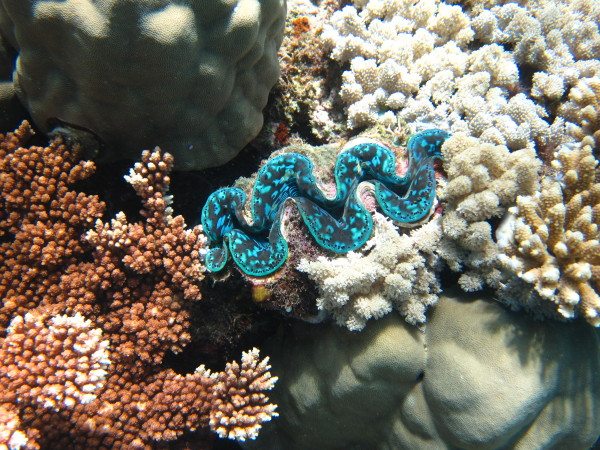 The giant clams were my favorite