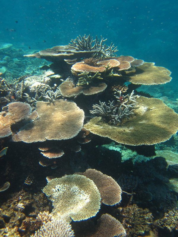 Great Barrier Reef - Australia