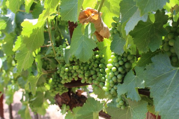 clusters of green grapes on the vine