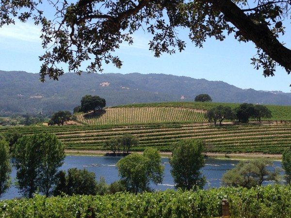 A view of vineyards and a lake, Napa Valley