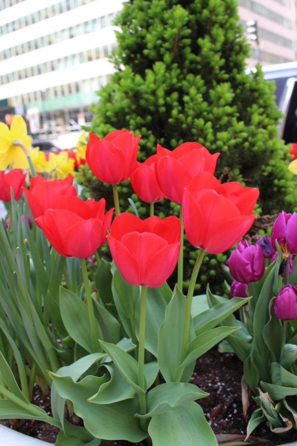 spring flowers in New York city, links to articles