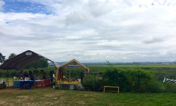 blueberry picking in Seattle