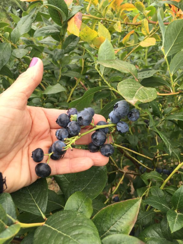 blueberry picking in Seattle