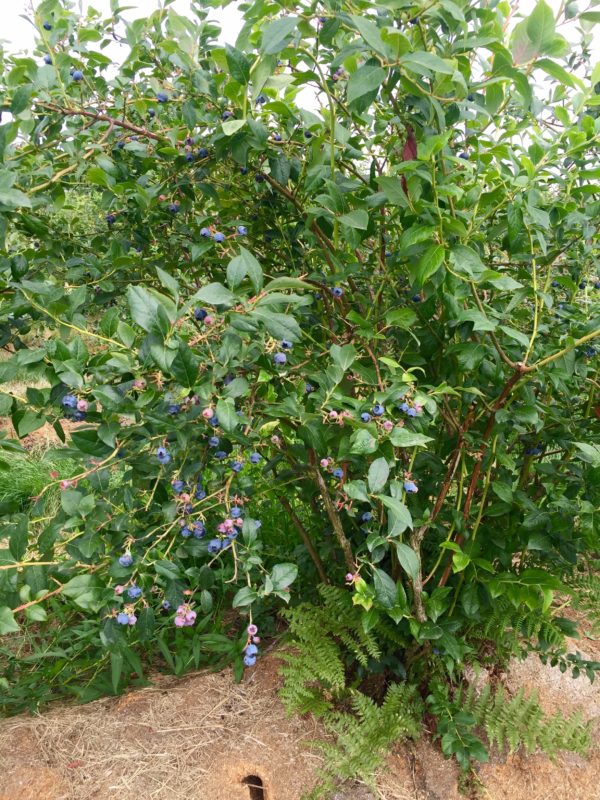 blueberry picking in Seattle