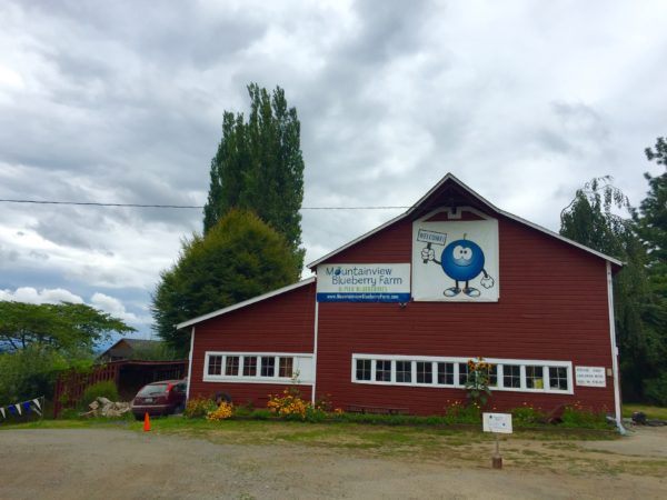 blueberry picking in Seattle