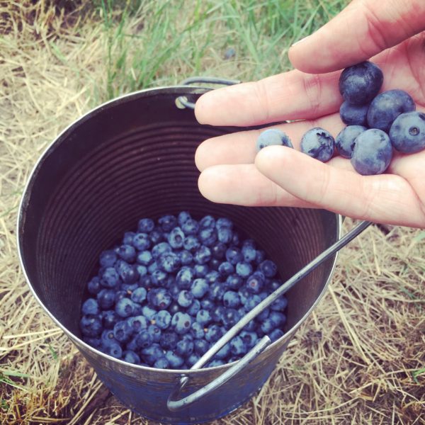 blueberry picking in Seattle