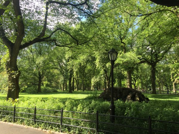 a walk through Central Park