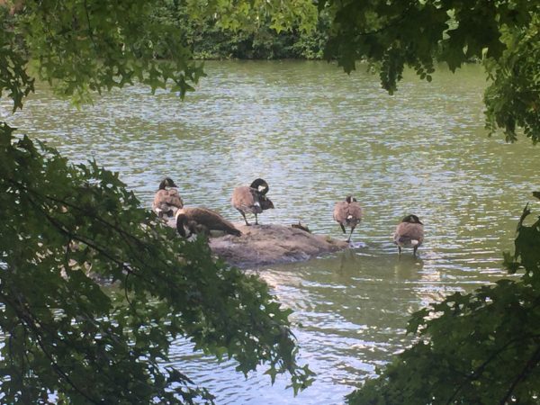 a walk through Central Park