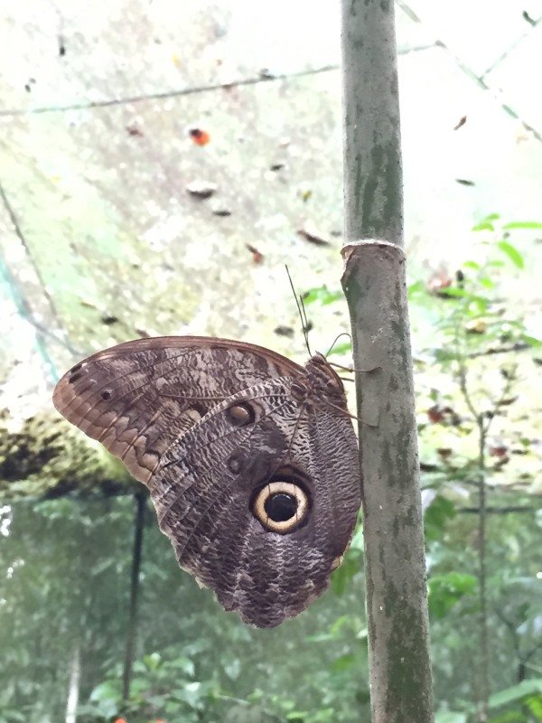 The beautiful Owl Butterfly