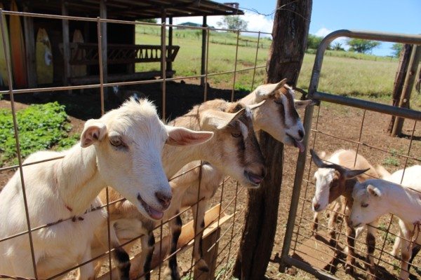 More goats on a fence