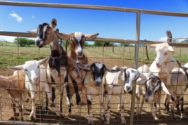 Perfect goats on fence