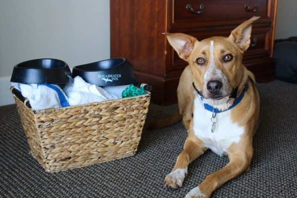 Doggy welcome basket at the Shearwater Inn