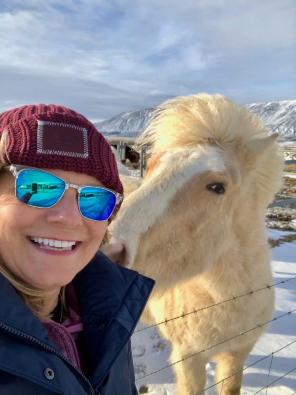 Icelandic horse