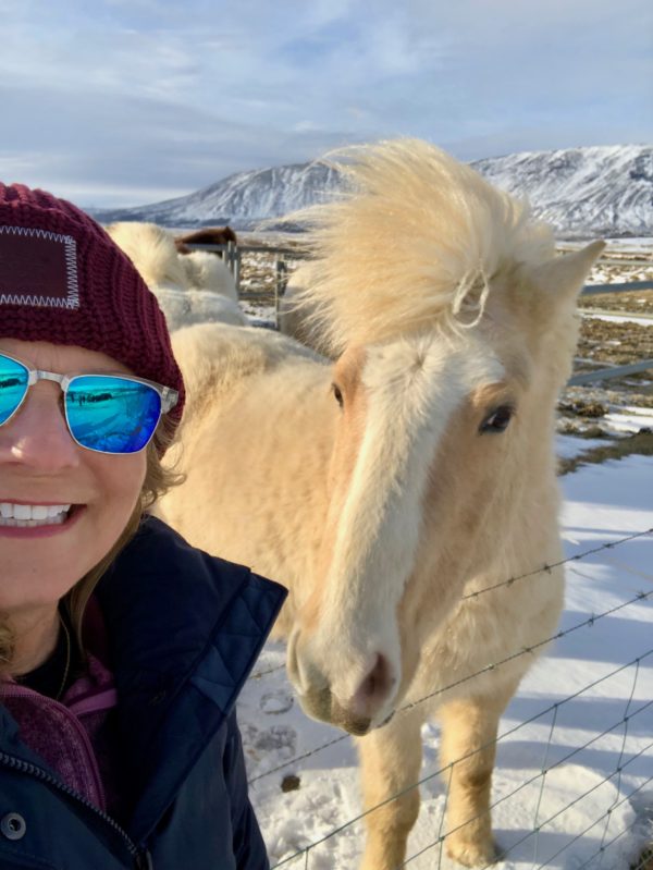 Icelandic horse