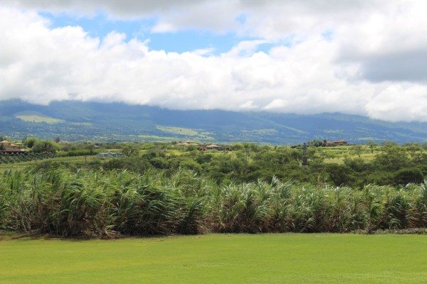 Views from the Vodka Sugarcane fields