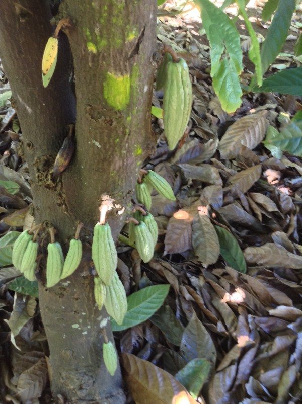 Cocoa pods 