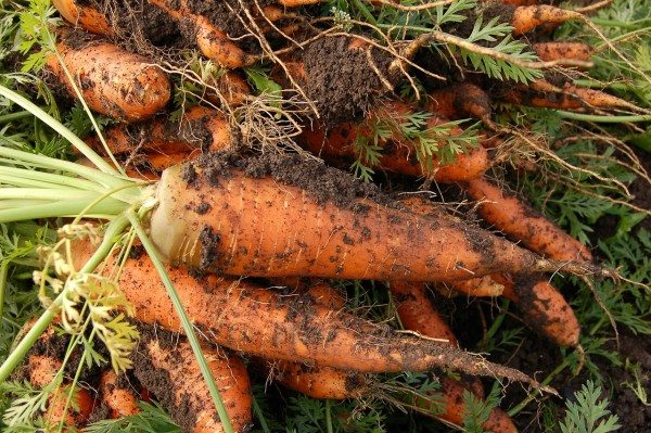 garden carrots