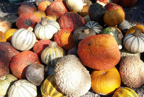 multi colored pumpkins