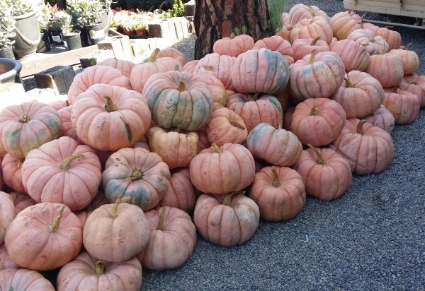 pale pumpkins