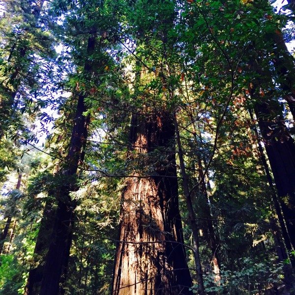 redwoods