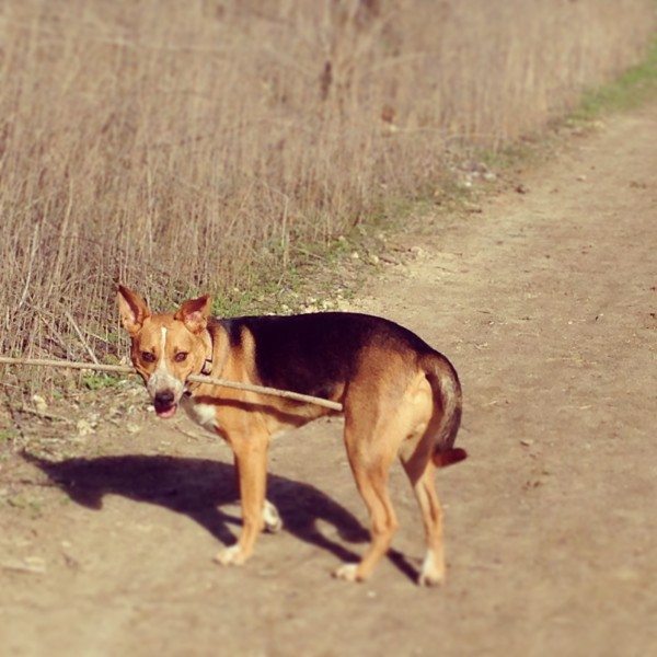 #puppy #pupplylove Instagram for Empty Nesters