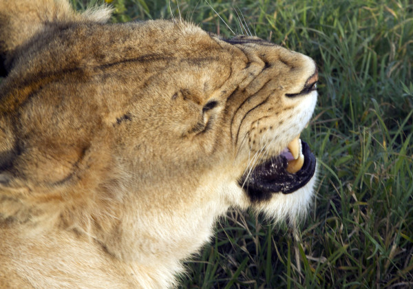 tan 12 lion baring teeth or yawning