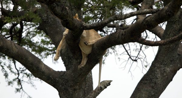tan 12 sg fat lion in tree