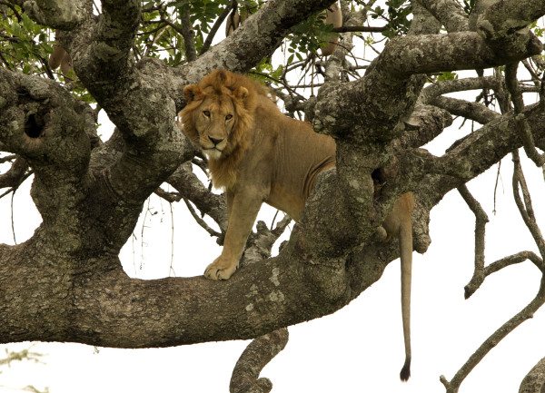 tan 12 sg lion on tree