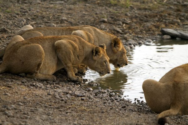 tan 12 sg lion pride drinking