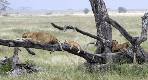 tan 12 sg lioness and cubs on branches