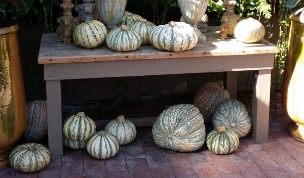 white & green pumpkins