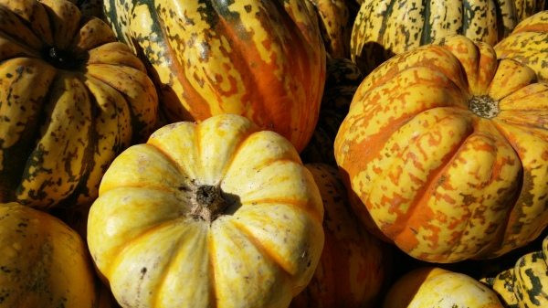 yellow pumpkins