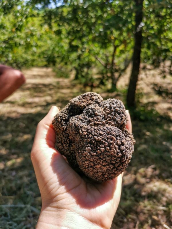 dogs ready for a truffle hunt