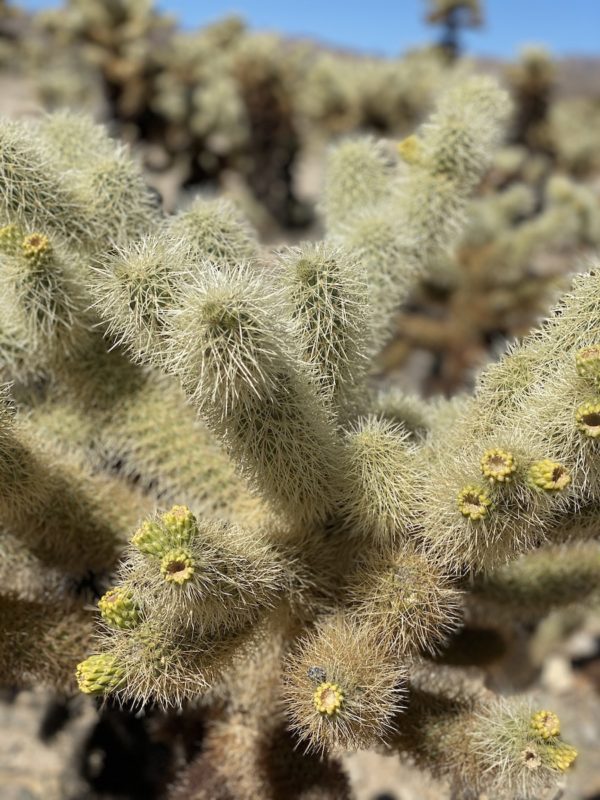 Cholla Cactus Garden