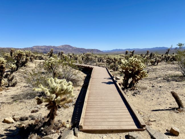 visit to Joshua Tree National Park