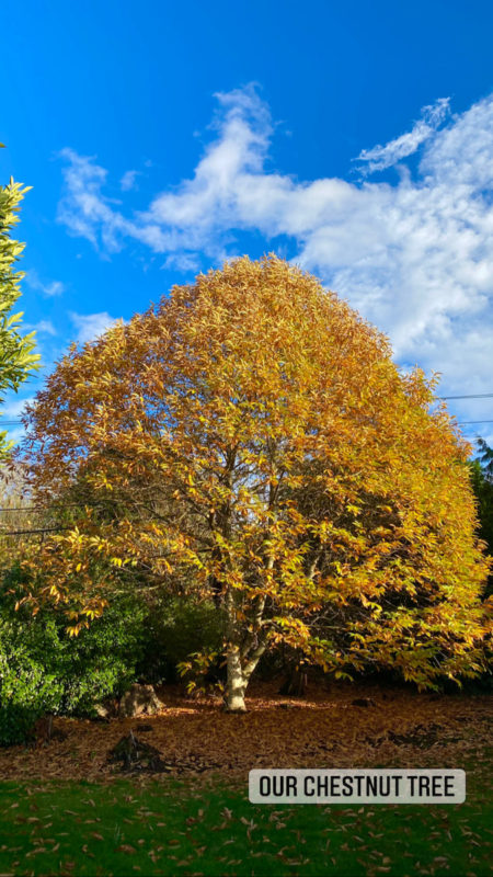 Autumn in the PNW