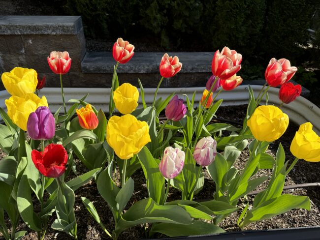 planted Spring tulips