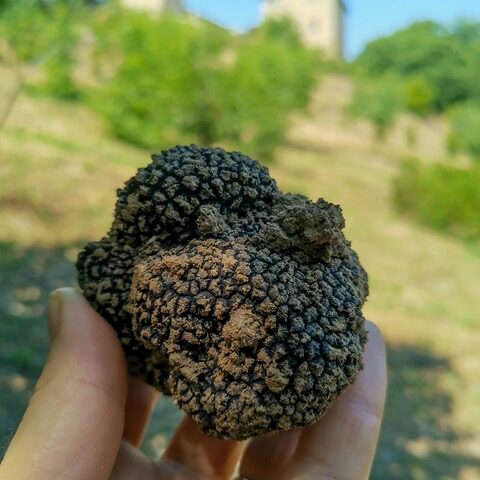 Truffle Tour